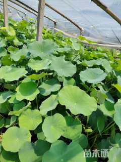 高度25厘米荷花