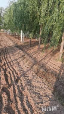 15公分金丝垂柳