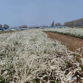 高度40厘米绣线菊