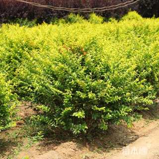 冠幅150厘米金叶女贞球