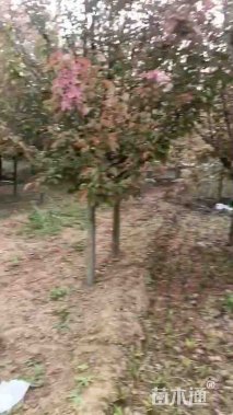 7公分绚丽海棠