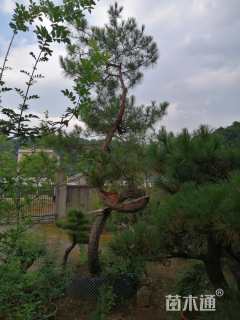 高度4.5厘米黑松