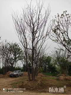 60公分丛生朴树