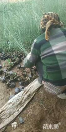 高度35厘米细叶芒