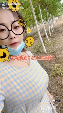 7公分五角枫