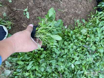 高度18厘米美丽月见草