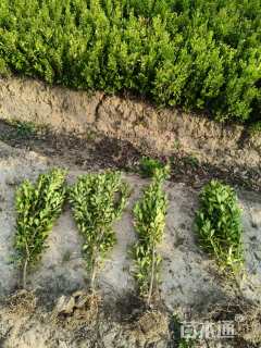 高度25厘米瓜子黄杨