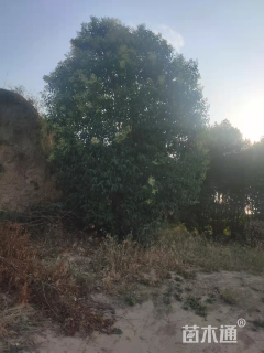 12公分大叶女贞