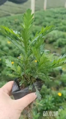 高度20厘米黄金菊