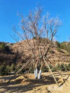 高度900厘米丛生元宝枫