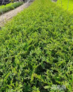 高度30厘米小叶蚊母