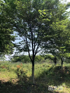 14公分红榉