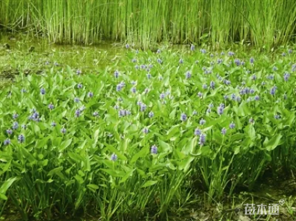 高度50厘米梭鱼草