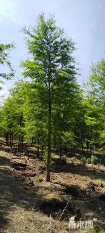 9公分墨西哥落羽杉