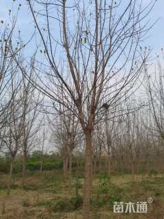 14公分金叶复叶槭