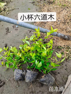 高度40厘米大花六道木小苗