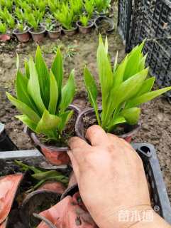 高度15厘米青叶玉簪