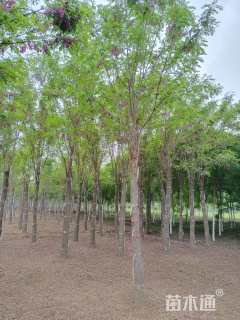 18公分红花洋槐