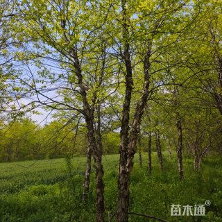 高度700厘米丛生河桦