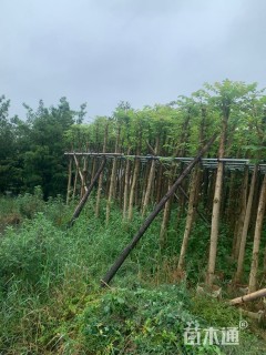 5公分火焰木