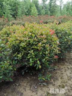 移栽苗北非雪松