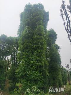 50公分香樟