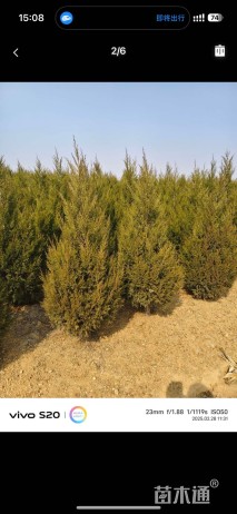 高度200厘米蜀桧