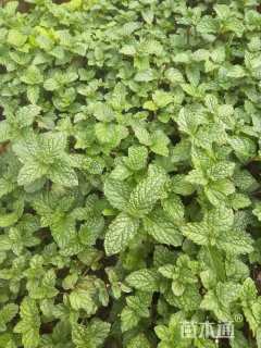 高度15厘米薄荷