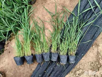 高度40厘米芦苇