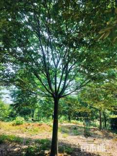 18公分榉树