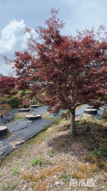 20公分中国红枫