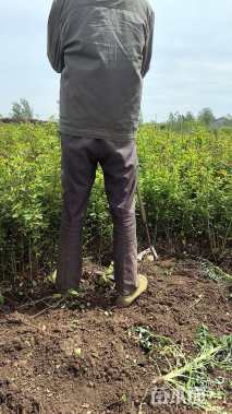 高度30厘米月季