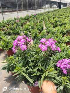 高度10厘米福禄考