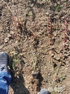 20厘米小叶扶芳藤