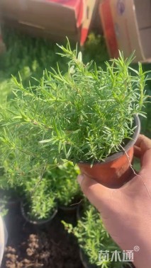 高度30厘米福禄考