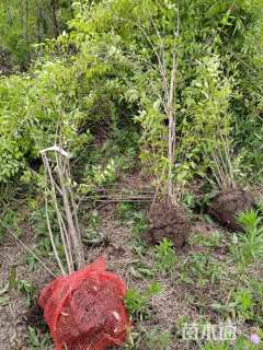 高度180厘米丛生金银木