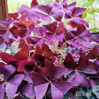 高度20厘米芙蓉酢浆草
