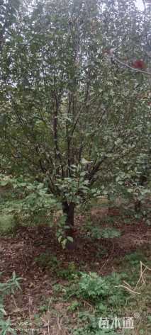 15公分绚丽海棠