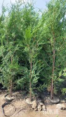 高度150厘米侧柏