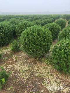 冠幅100厘米大叶黄杨球