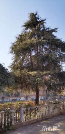 高度900厘米雪松