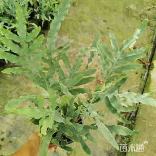 高度20厘米蓝星蕨