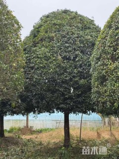 18公分高杆桂花
