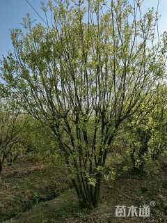 高度380厘米丛生黄栌