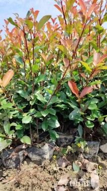 高度40厘米红叶石楠小苗