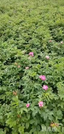 高度60厘米四季玫瑰