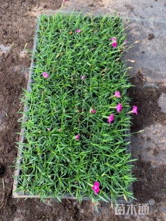 高度4厘米欧石竹