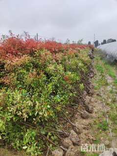 高度180厘米红叶石楠篱笆