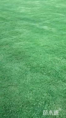 草毯状马尼拉草