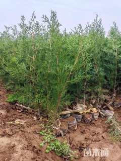 高度150厘米侧柏